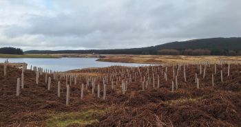 SCOTTISH_WATER_NEW_WOODLANDS_Glengavel_Trees.jpg