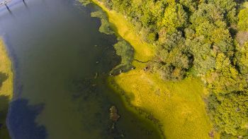 ALGAL BLOOMS