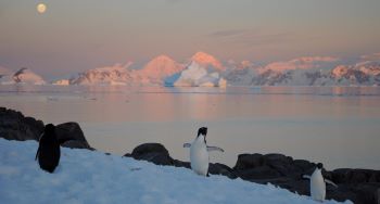 ANTARCTIC PENINSULA