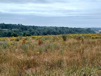 Agricultural land for rewilding