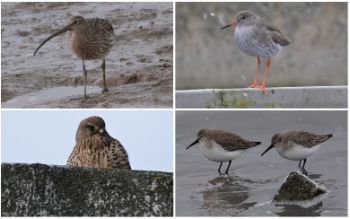 BECKTON STW- BIRDS 1