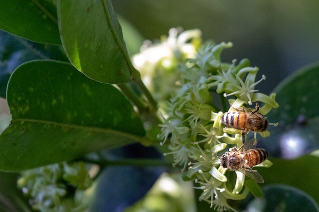BEES FLOWERS