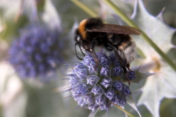 BEE AND SEA HOLLY 1