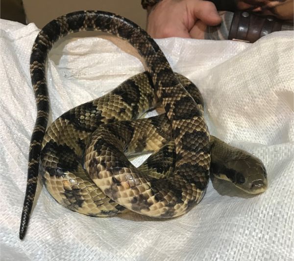 Basingstoke cobra 1