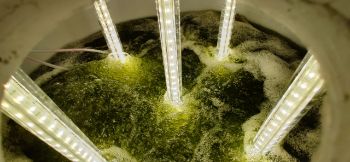 Bio-P_removal_inside_the_tank.jpg