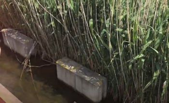COAL AUTHORITY REED BEDS
