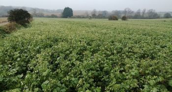 COVER CROP Oil-Radish