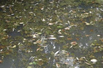 DEAD FISH SEWAGE POLLUTION