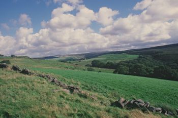 FIELDS  WOODS 1