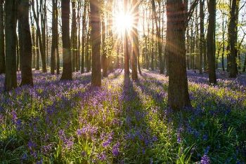 FOREST ENGLAND 1