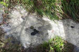 Farm sewage pollution