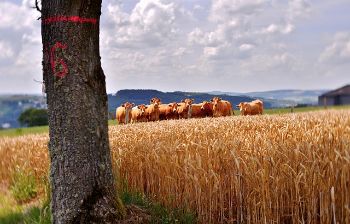Farming cows  crops 1