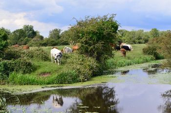 Farming_cows_water_1.jpg