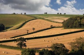 Farmland - drought 1