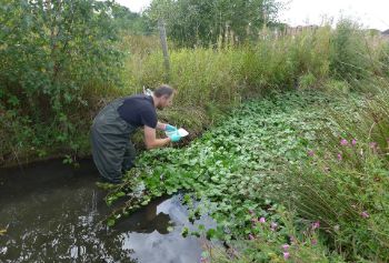 Floating_pennywort_Aire__Calder_navigation_channel_1.jpg