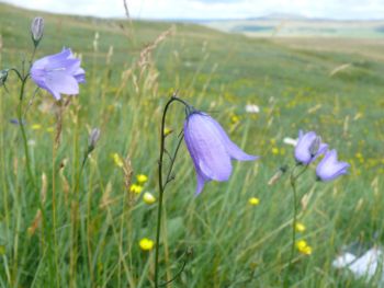 HAREBELL.jpg
