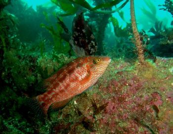 KELP FOREST NATURAL ENGLAND 