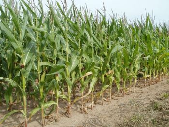 MAIZE FIELD