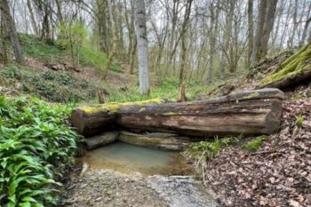 NATURAL FLOOD NANAGEMENT Church Woods Kent