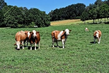 Cows 1
