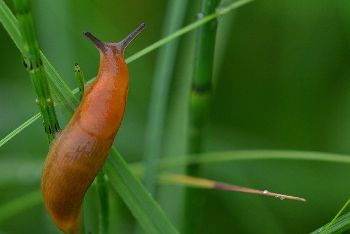 SLUG 1