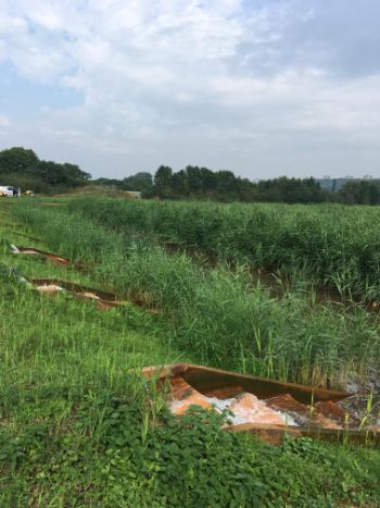NORTHUMBRIAN WATER REED BEDS  PROJECT 1
