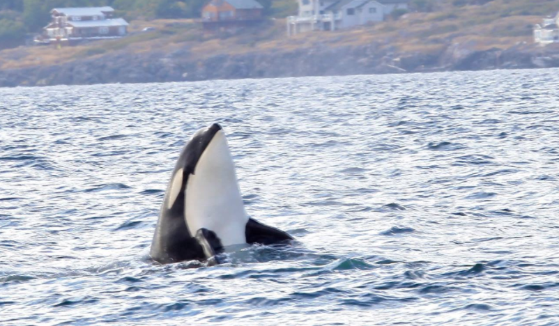 ORCA