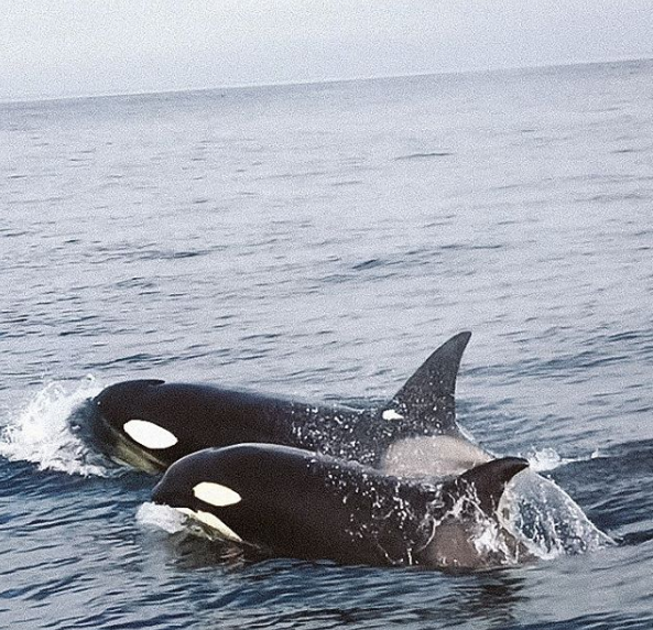 ORCA 1