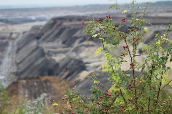 Open coal mining