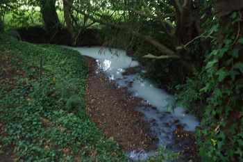 POLLUTED BROOK BY CHEESE MANUFACTURER Alvis Bros