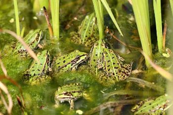Pond and frogs 1