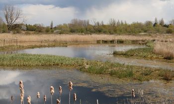 Reedbed_1.jpg