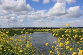 River  oilseed rape