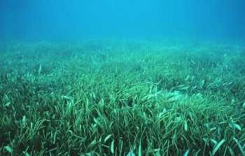 SEAGRASS MEADOW 1