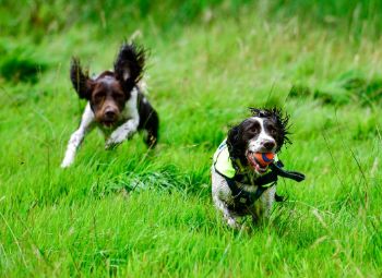 SNIFFER DOGS 1