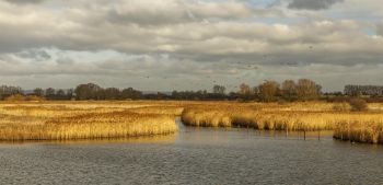 SOUTHERN WATER wetland-min-1 1