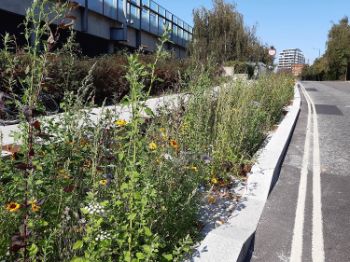 SUDS scheme Camley Street London 1