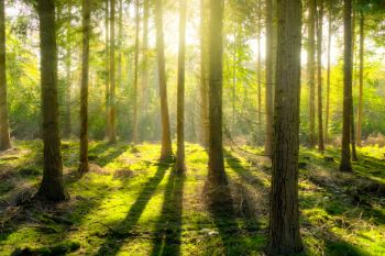 SUNLIGHT IN FOREST