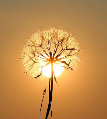 SUNSHINE DANDELION HEAD