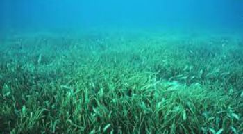 Seagrass_1.jpg
