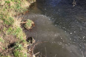 Sewage entering River Gaunless 1