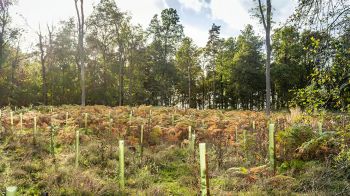 TREE PLANTING GENERIC