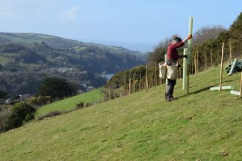 Tree planting under way Combe Martin Devon 1