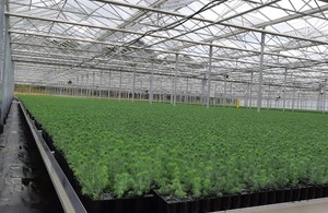 Tree saplings in Nursery - Forestry Commission