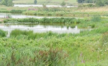 WETLANDS.jpg