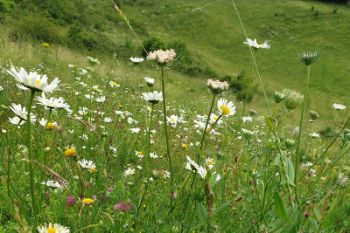 WILDFLOWERS_GENERIC_1.jpg