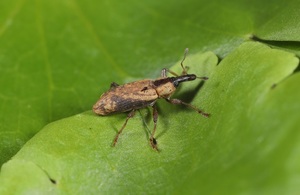 Weevil as biocontrol