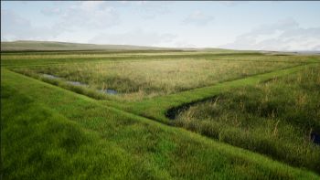 Wetland