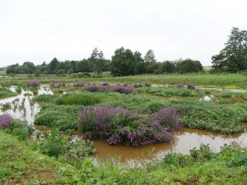anglian water ingoldsithorpe wetlands scheme 1