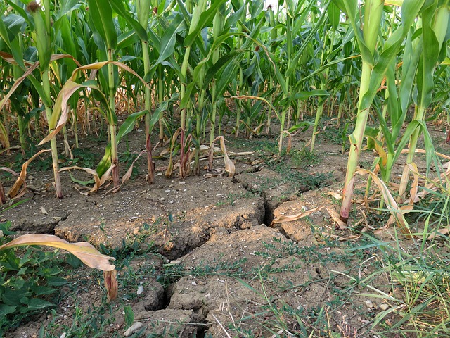 crops  drought